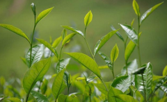 如何檢測茶葉中的農(nóng)藥殘留？